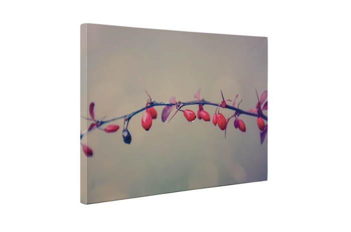 Tablou canvas : Macese coapte [5]