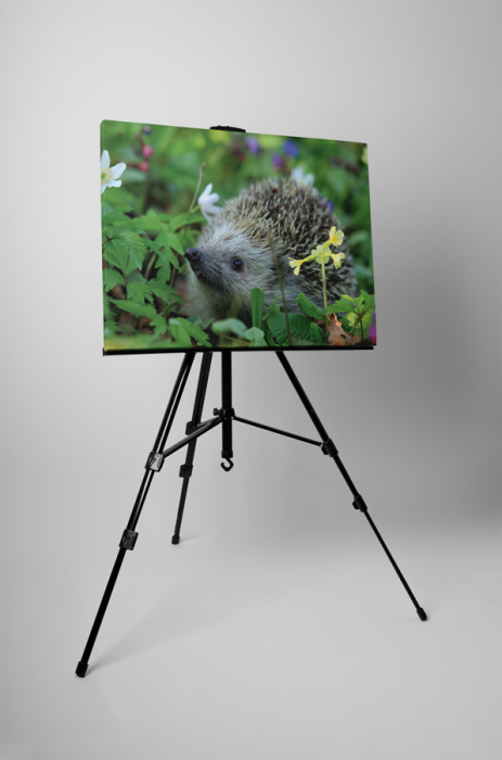 Tablou canvas : Arici [3]