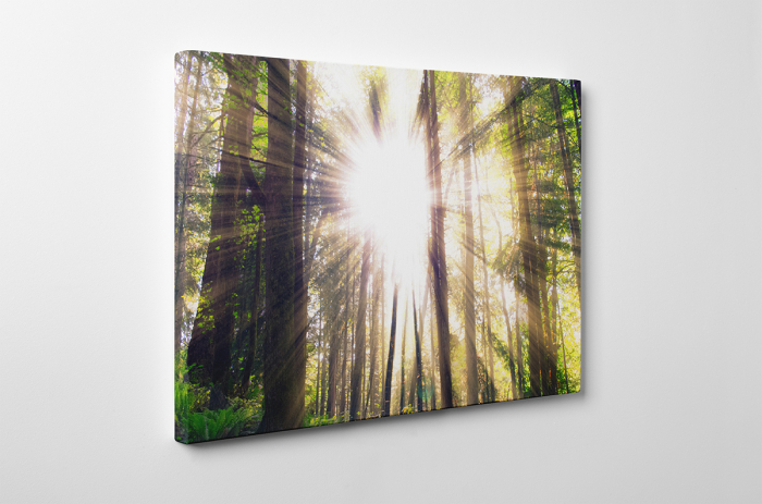 Tablou canvas : Gorgeous Clearing [3]