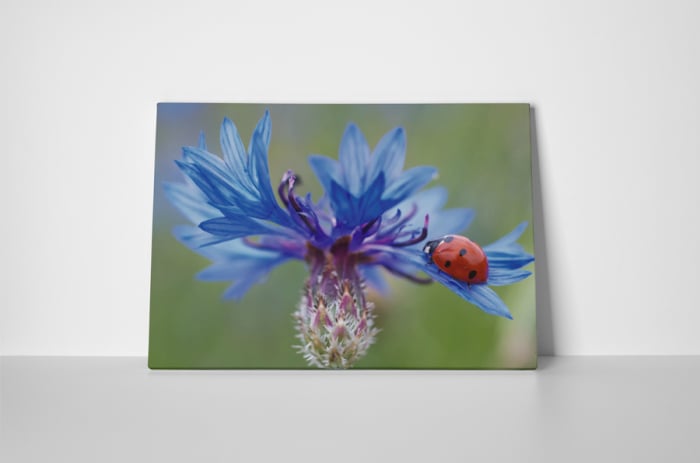 Tablou canvas : Floarea albastra [2]