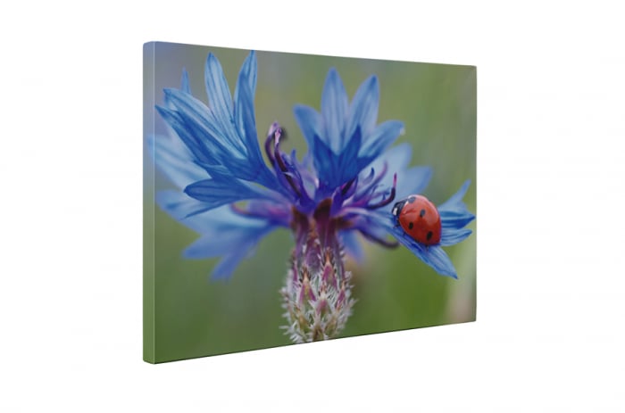 Tablou canvas : Floarea albastra [5]