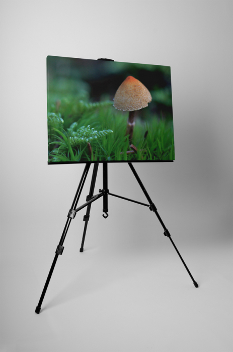 Tablou canvas : O ciuperca [3]