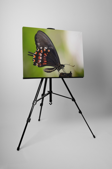 Tablou canvas : Fluturele negru [3]