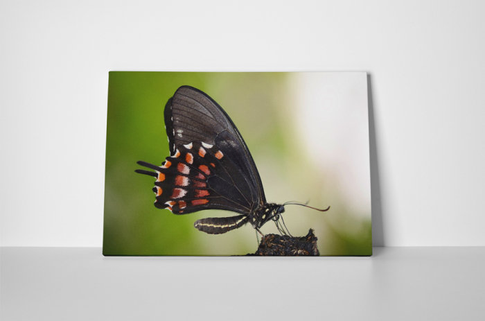 Tablou canvas : Fluturele negru [2]