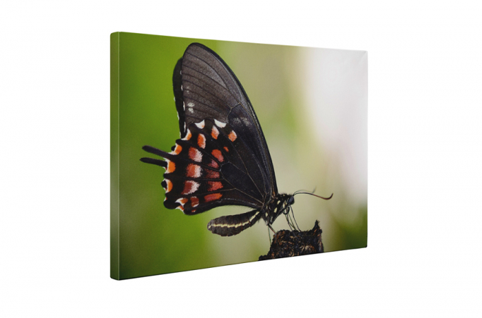 Tablou canvas : Fluturele negru [5]