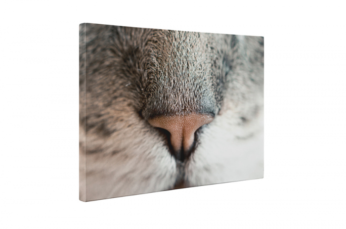 Tablou canvas : Nas de pisicuta [5]