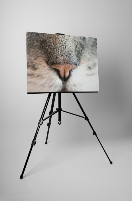Tablou canvas : Nas de pisicuta [3]