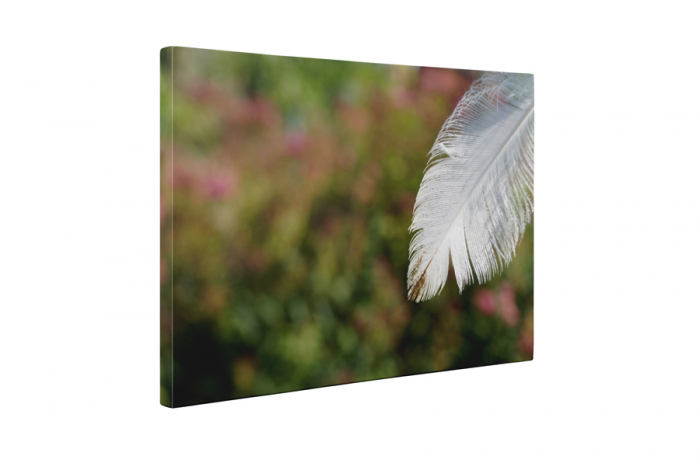 Tablou canvas : Pana alba [5]