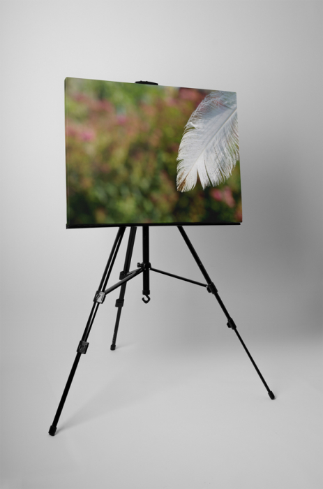 Tablou canvas : Pana alba [3]