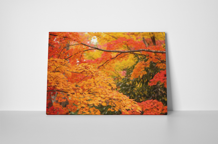 Tablou canvas : Frunzele toamnei [2]
