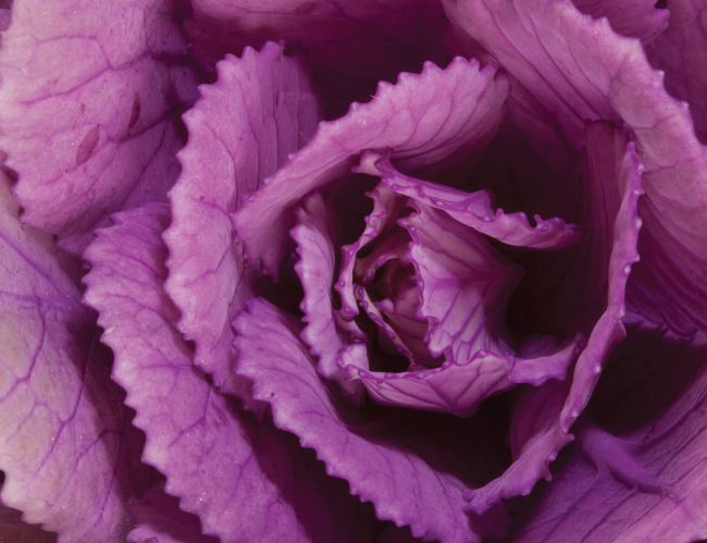 Tablou canvas : Varza rosie [4]
