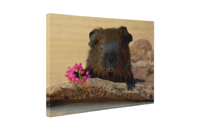 Tablou canvas : Porcusor de Guineea indragostit [5]