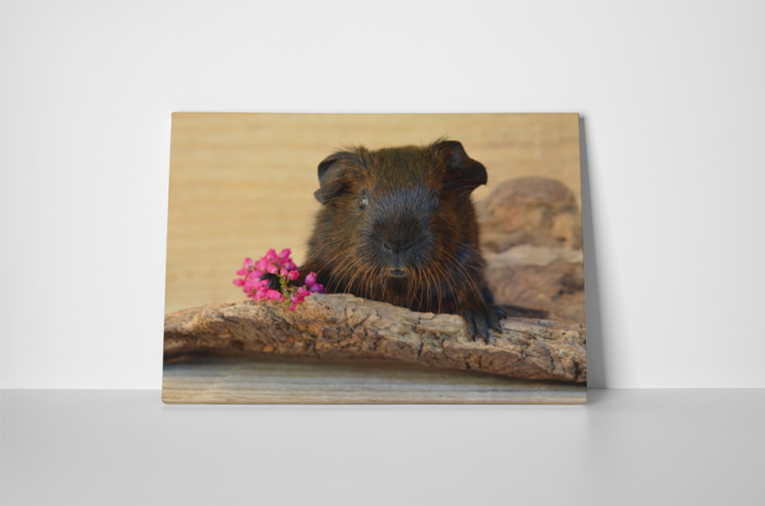 Tablou canvas : Porcusor de Guineea indragostit [2]
