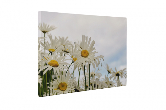 Tablou canvas : Margarete albe [5]