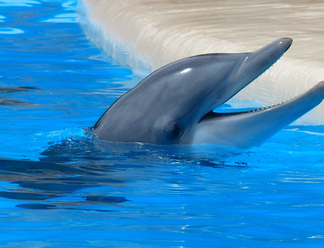 Tablou canvas : Delfin [4]