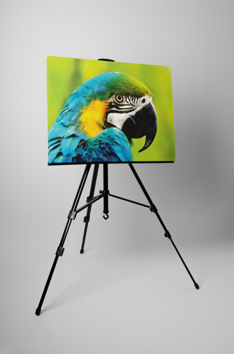 Tablou canvas : Ara albastru si galben [3]