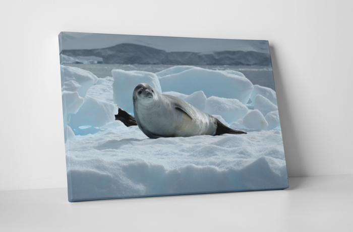 Tablou canvas : Pui de foca [1]