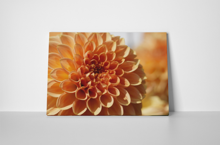 Tablou canvas : Dalie [2]