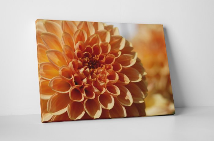 Tablou canvas : Dalie [1]