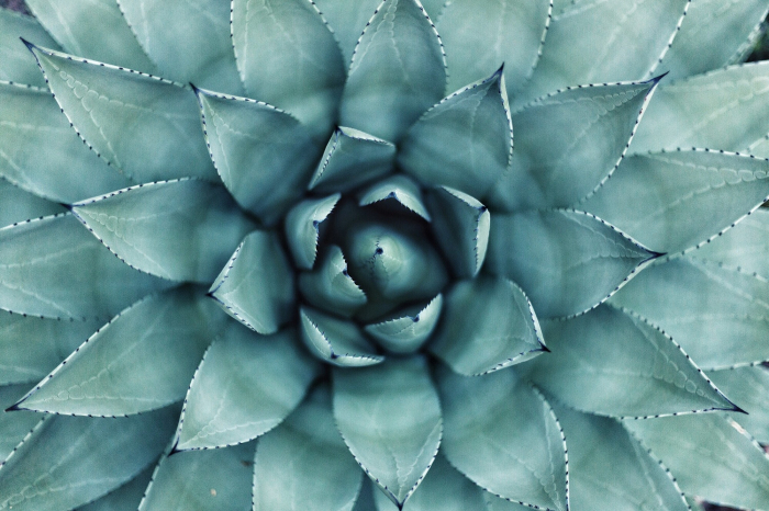 Tablou canvas : Fibonacci [3]
