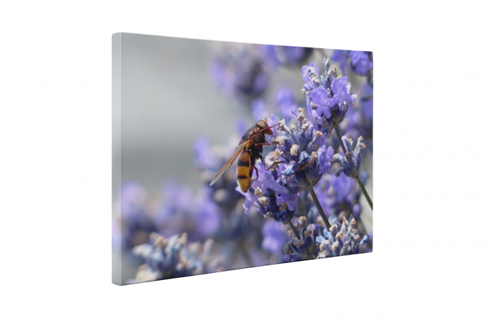 Tablou canvas : Albinuta [5]