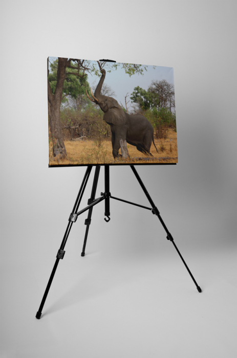 Tablou canvas : Elefantul [3]