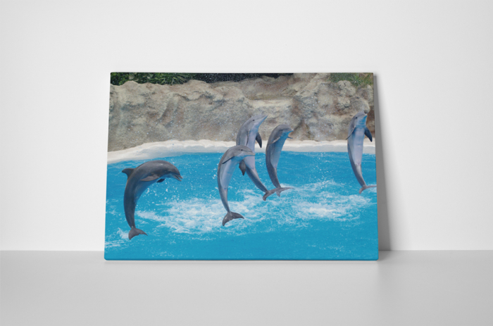 Tablou canvas : Delfini [2]