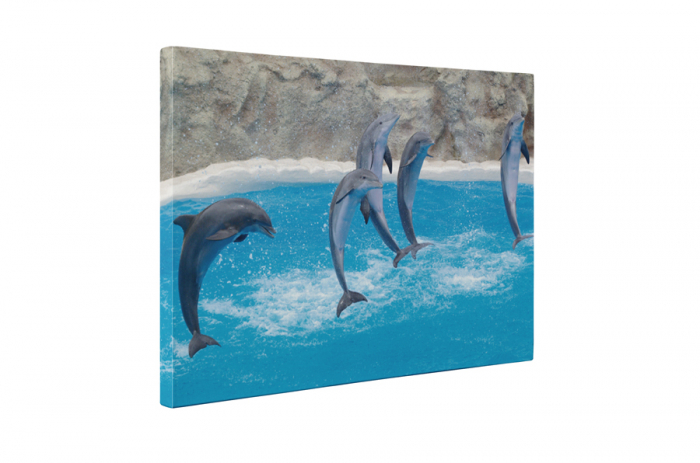 Tablou canvas : Delfini [5]