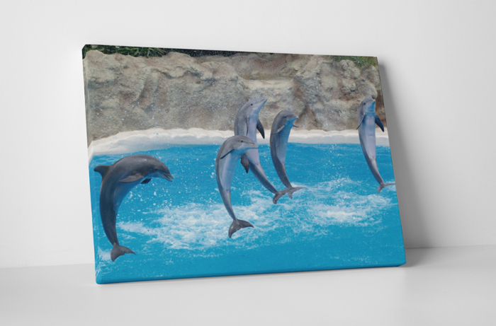 Tablou canvas : Delfini [1]