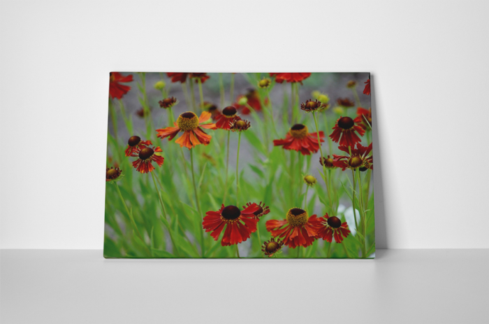 Tablou canvas : Flori uscate [2]