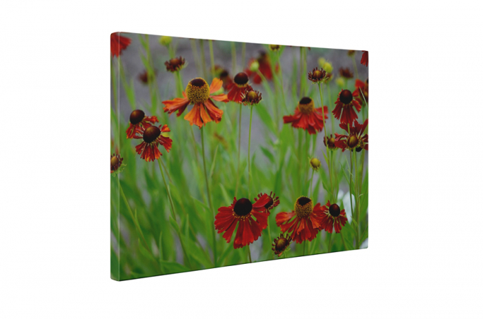 Tablou canvas : Flori uscate [5]