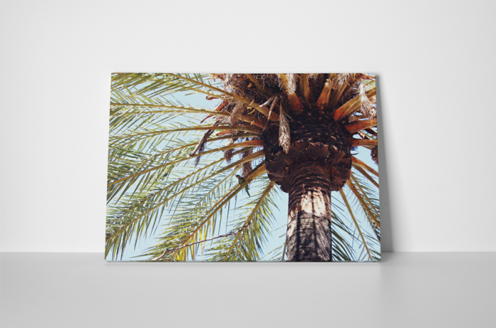 Tablou canvas : Palmier [2]