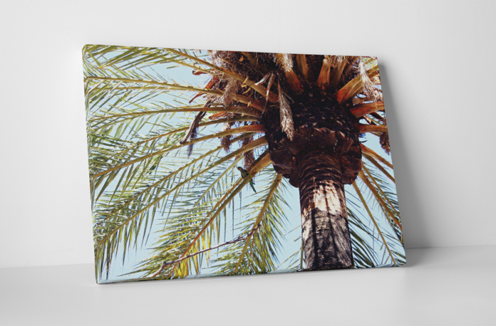 Tablou canvas : Palmier [1]