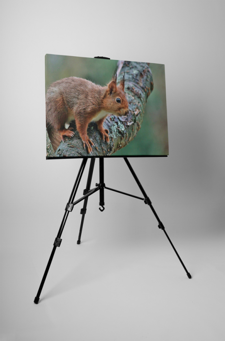 Tablou canvas : Veverita pe copac [3]