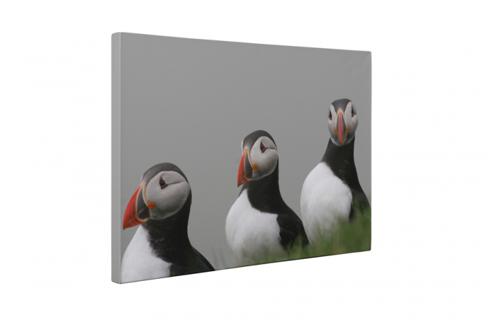 Tablou canvas : Familie de papagali de mare [5]