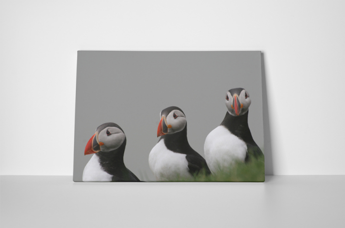 Tablou canvas : Familie de papagali de mare [2]