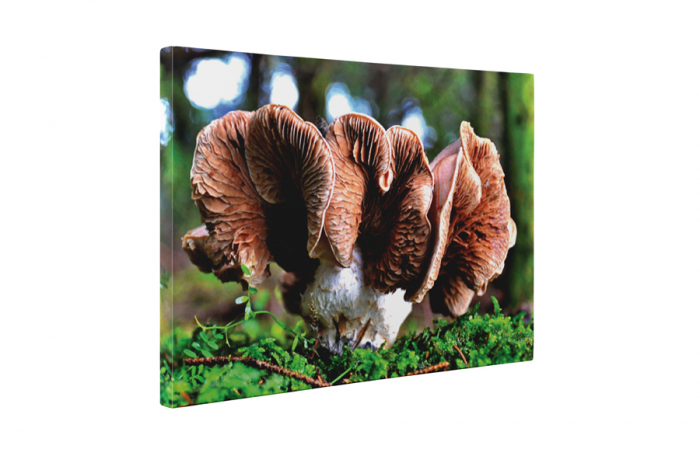 Tablou canvas : Mushroom [5]