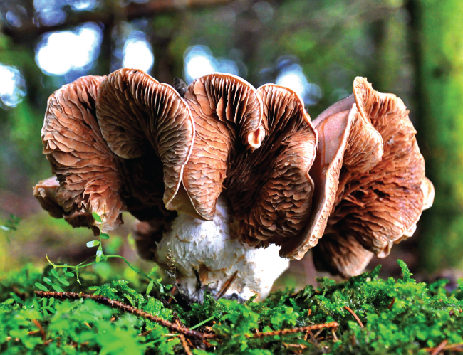 Tablou canvas : Mushroom [4]