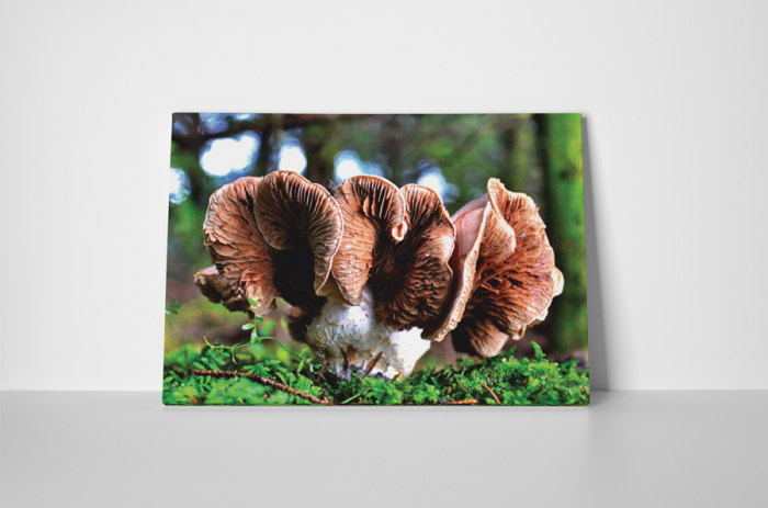 Tablou canvas : Mushroom [2]