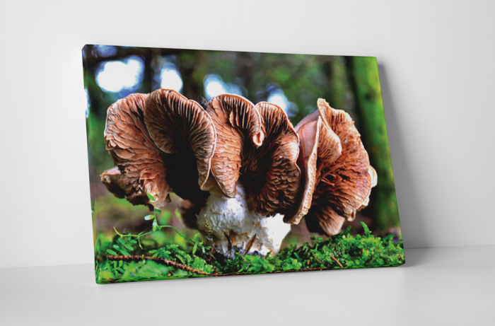 Tablou canvas : Mushroom [1]