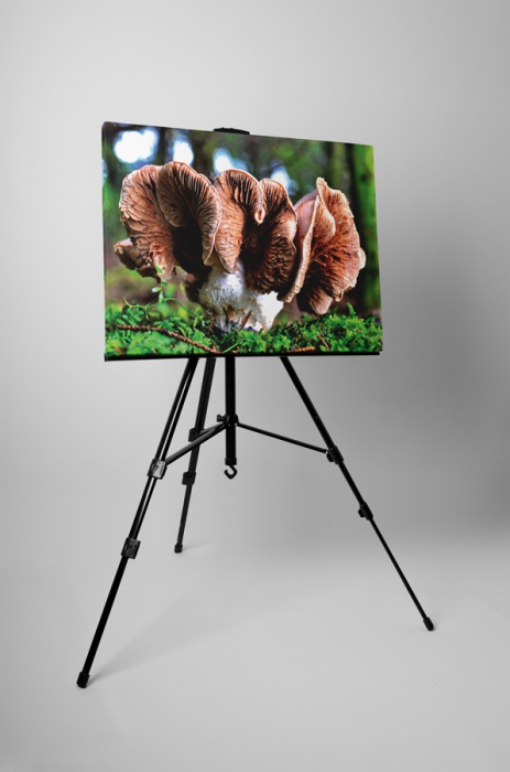 Tablou canvas : Mushroom [3]
