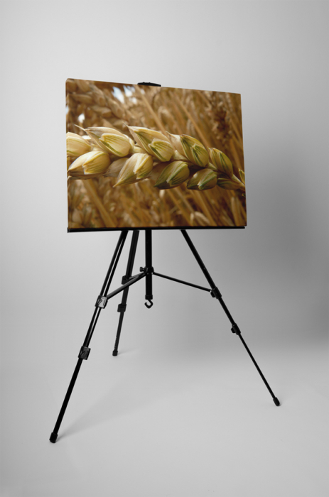 Tablou canvas : Inainte de recoltare [3]