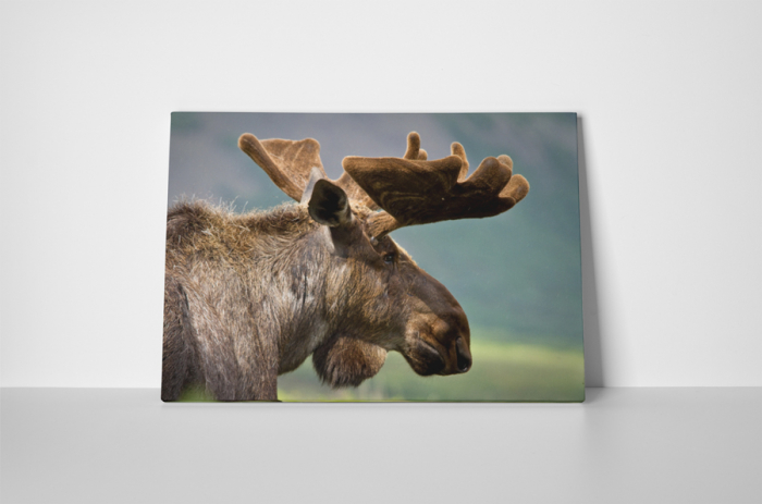 Tablou canvas : Renul [2]
