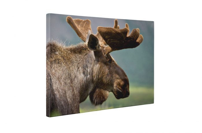 Tablou canvas : Renul [5]