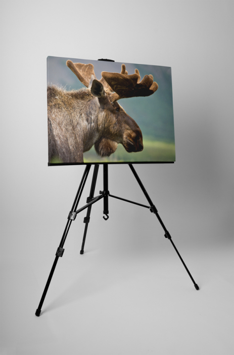 Tablou canvas : Renul [3]