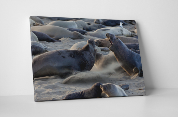 Tablou canvas : Lei de mare [1]