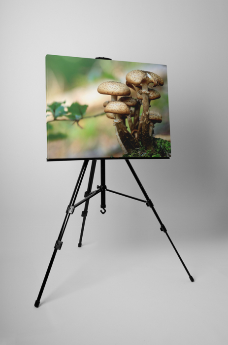 Tablou canvas : Familie de ciuperci [3]