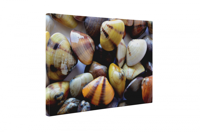 Tablou canvas : Scoici colorate [5]