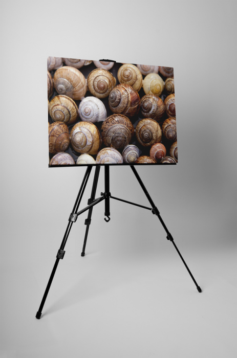 Tablou canvas : Familie de melci [3]