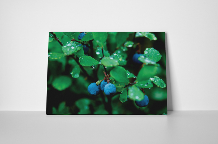 Tablou canvas : Porumbar [2]